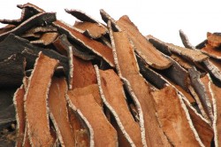 Польза коры дуба Польза коры дуба