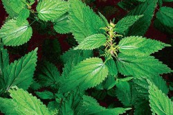 Польза крапивы Польза крапивы