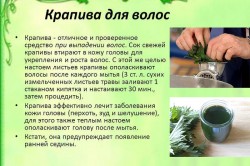 Польза крапивы для волос Польза крапивы для волос