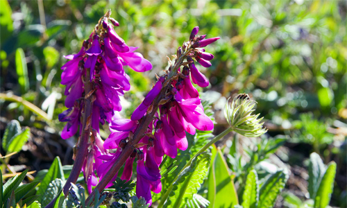 Польза красного корня для мужчин Польза красного корня для мужчин