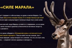 Польза пантов марала Польза пантов марала