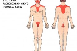 Потовые железы на теле Потовые железы на теле