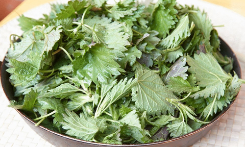 Применение крапивы от седины Применение крапивы от седины