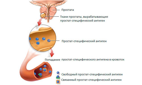 Простатический специфический антиген Простатический специфический антиген