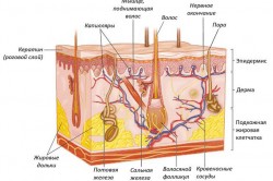 Расположение потовых и сальных желез Расположение потовых и сальных желез
