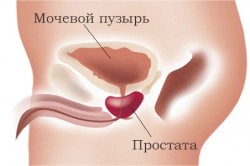 Расположение простаты Расположение простаты