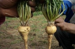 Растение Lepidium meyenii Растение Lepidium meyenii