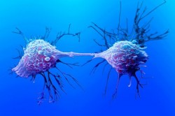 Размножение бактерий Размножение бактерий