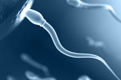 Развитие сперматозоидов Развитие сперматозоидов