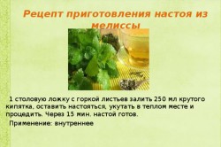 Рецепт настоя из мелиссы Рецепт настоя из мелиссы