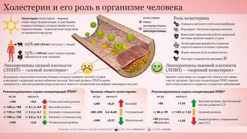 Роль холестерина в организме