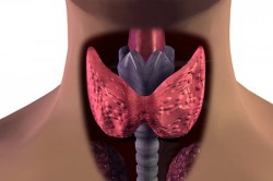 Сбои в работе щитовидной железы