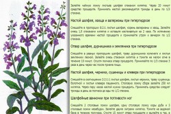 Шалфей при гипергидрозе