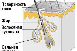 Схема кожного покрова Схема кожного покрова