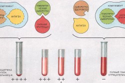 Схема реакции Вассермана