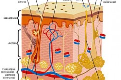 Схема строения кожи Схема строения кожи