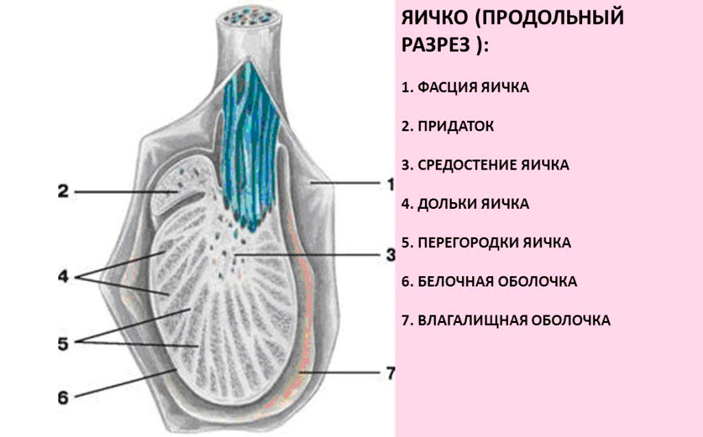 Строение яичка Строение яичка