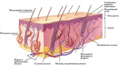 Строение потовых желез Строение потовых желез