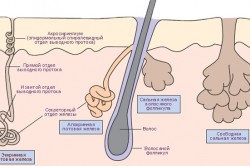 Строение потовых желез