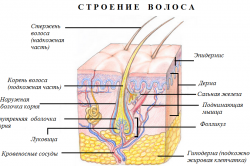 Строение волоса Строение волоса