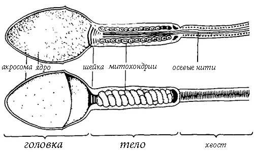 Структура сперматозоида Структура сперматозоида