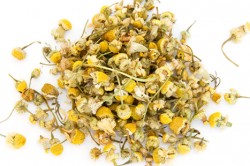 Сухие цветы ромашки