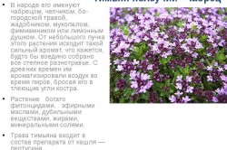 Свойства тимьяна ползучего Свойства тимьяна ползучего
