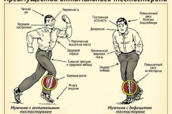 Влияние тестостерона Влияние тестостерона