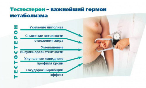 Тестостерон в метаболизме Тестостерон в метаболизмей