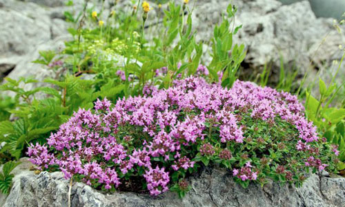 Трава чабрец Трава чабрец