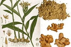 Травы для повышения потенции Травы для повышения потенции