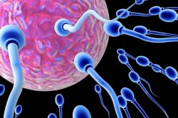 Увеличение подвижности сперматозоидов Увеличение подвижности сперматозоидов