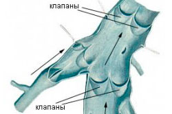 Рисунок 2. Вены обратных клапанов Рисунок 2. Вены обратных клапанов