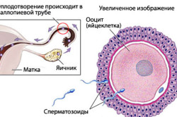 Влияние возраста на репродуктивность Влияние возраста на репродуктивность