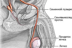 Схема мужских половых органов Схема мужских половых органов