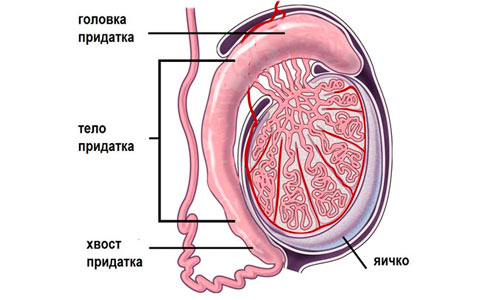 Воспаление семенного канатика Воспаление семенного канатика