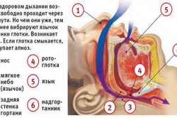 Возникновение храпа Возникновение храпа