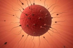 Яйцеклетка и сперматозоиды