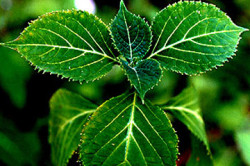 Дерево Йохинби, из которого получают экстракт Йохинбин Дерево Йохинби, из которого получают экстракт Йохинбин