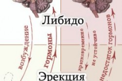 Здоровая и нарушенная потенция Здоровая и нарушенная потенция