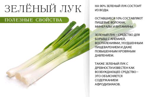 Зеленый лук Зеленый лук