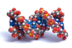 Аминокислоты Аминокислоты