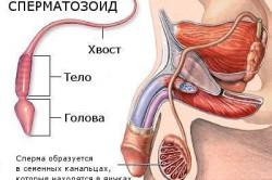 Сперматогенез Сперматогенез