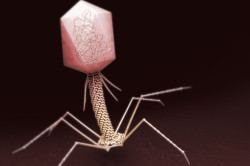 Лечение бактериофагами Лечение бактериофагами