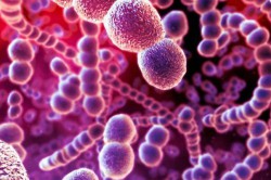 Бактерия сифилиса Бактерия сифилиса