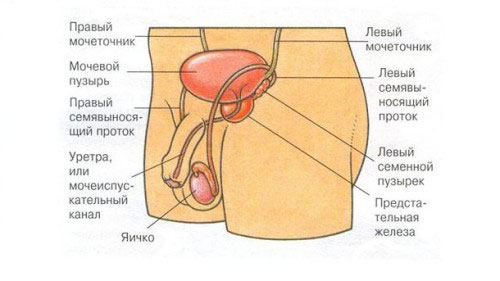 Органы мочеполовой системы Органы мочеполовой системы