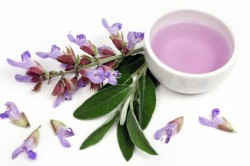 Настой шалфея при заболевании Настой шалфея при заболевании