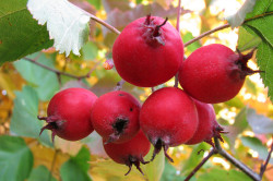 Боярышник Боярышник