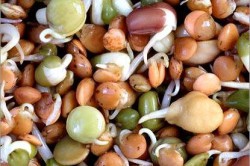 Растительные продукты для диеты: чечевица; бобы; кабачки; редис Растительные продукты для диеты: чечевица; бобы; кабачки; редис