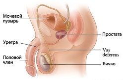 Строение мочеполовой сичтемы Строение мочеполовой сичтемы
